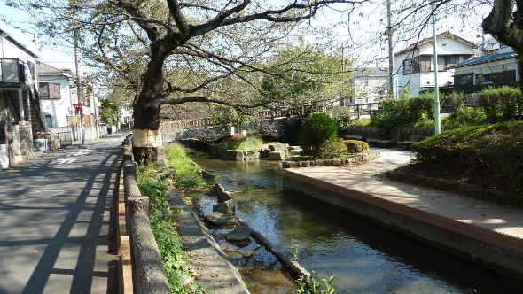 いまも豊かな水が流れる二ヶ領用水・春には桜が咲き乱れます（二ヶ領 宿河原用水）～多摩川50景　二ヶ領用水／多摩川散歩