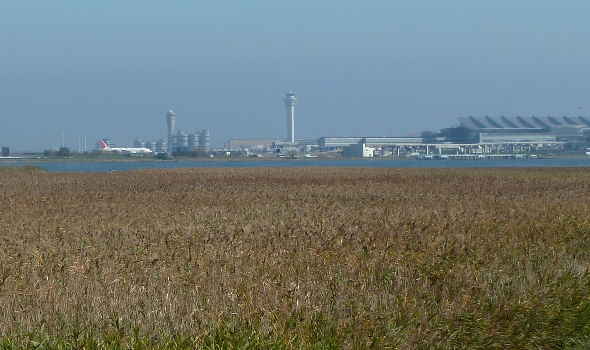 多摩川河口（右岸）。ヨシ原の向こうに羽田空港が見えます～多摩川八景 多摩川の河口／多摩川散歩