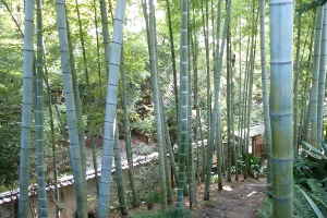 等々力渓谷　日本庭園内の竹林～多摩川50景　等々力渓谷／多摩川散歩
