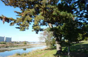 狛江五本松から上流側を見た景色～多摩川50景　狛江の五本松／多摩川散歩