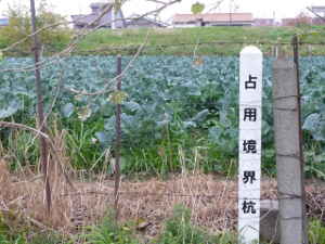 多摩川河川敷の野菜畑は誰のもの