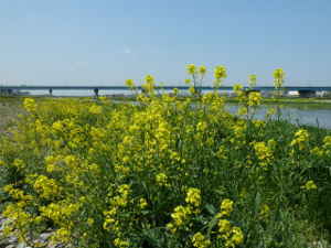 広い河原一面に咲く黄色い「菜の花」／多摩川に自生する野菜