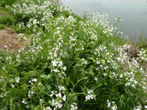 白い花は「ダイコン」の花／多摩川に自生する野菜
