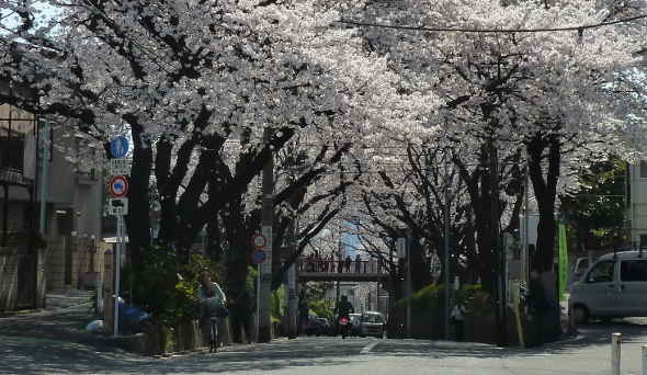 福山雅治の 桜坂 多摩川散歩 桜坂のある街