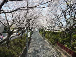 桜橋の上から桜坂の上の方向を見たところ～福山雅治の「桜坂」 大ヒット曲の舞台／多摩川散歩