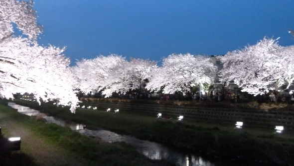 野川を彩る夜桜～野川の桜ライトアップ｜多摩川散歩