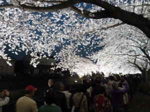 空を覆う満開の桜と夜桜見物を楽しむ大勢の観光客～野川の桜ライトアップ｜多摩川散歩