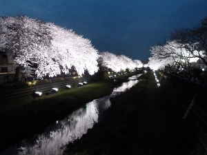 野川の川面に写るライトアップの夜桜～野川の桜ライトアップ｜多摩川散歩