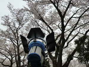 照明機材は河川敷だけではなく、桜の木の背後にも設置～野川の桜ライトアップ｜多摩川散歩