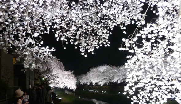 野川遊歩道の美しい夜桜～野川の桜ライトアップ｜多摩川散歩