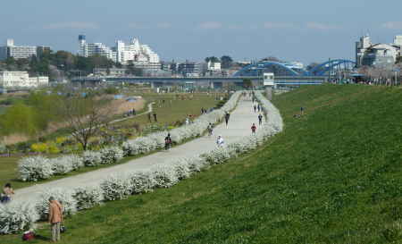 ユキヤナギ　多摩川河川敷の遊歩道
