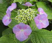 ガクアジサイは日本原産のあじさい／アジサイ（紫陽花）の秘密～多摩川散歩