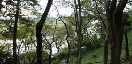 多摩川台公園から雑木林越しに見る多摩川。こちらは多摩川八景に選ばれています～多摩川50景 調布堰と黒松の林／多摩川散歩