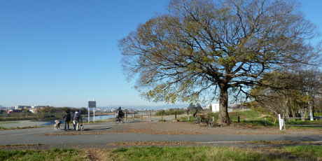 染地の多摩川 １本の大きなけやきの木が目印に～多摩川50景　染地の多摩川／多摩川散歩