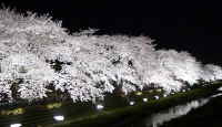 野川 夜桜ライトアップ／多摩川イベント情報～多摩川散歩